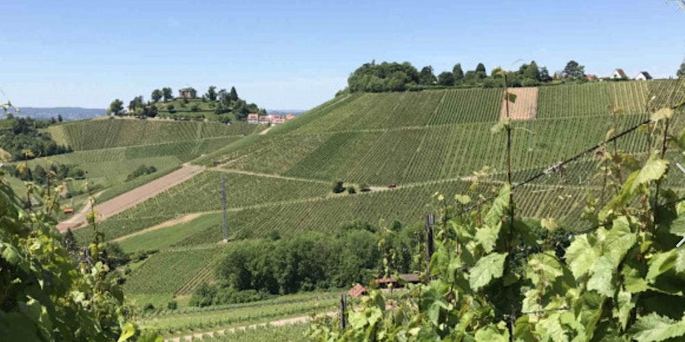 Startups & Wine