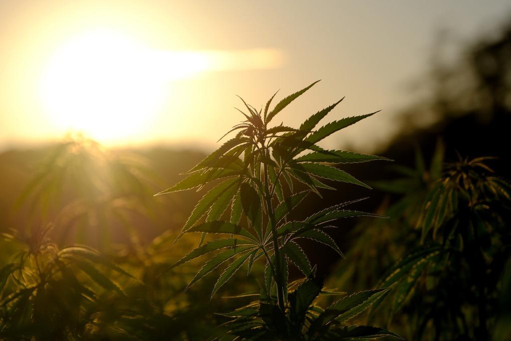 Cannabis plantation in Saxony to grow