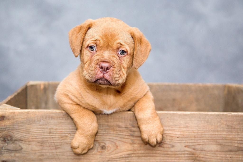 Petprotect: Das kritisieren Kunden an der Tierversicherung Hunde sind das Ziel. (Foto: Vlaaitje/Pixabay)