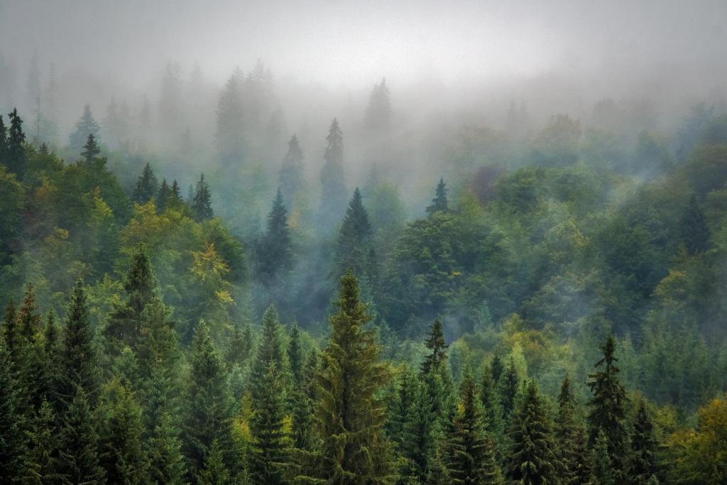 Innovation-Hub für gesunden Wald erwartet Bewerbungen