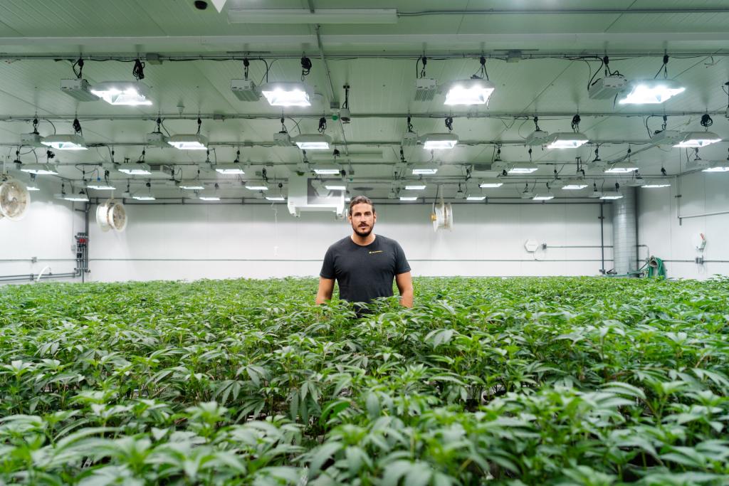 Wie Start-ups mit der Cannabis-Legalisierung viele Millionen Euro scheffeln wollen Bloomwell Co-Founder und CEO Niklas Kouparanis. (Foto: Bloomwell Group)