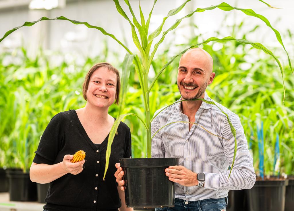 7 million dollars in funding: Rainbow Crops drives climate-resilient crops forward