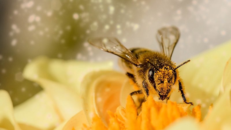 Start-up-Check! Apic.ai verhindert mit KI das Bienensterben